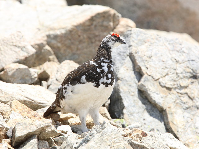 横通岳の雄ライちゃん