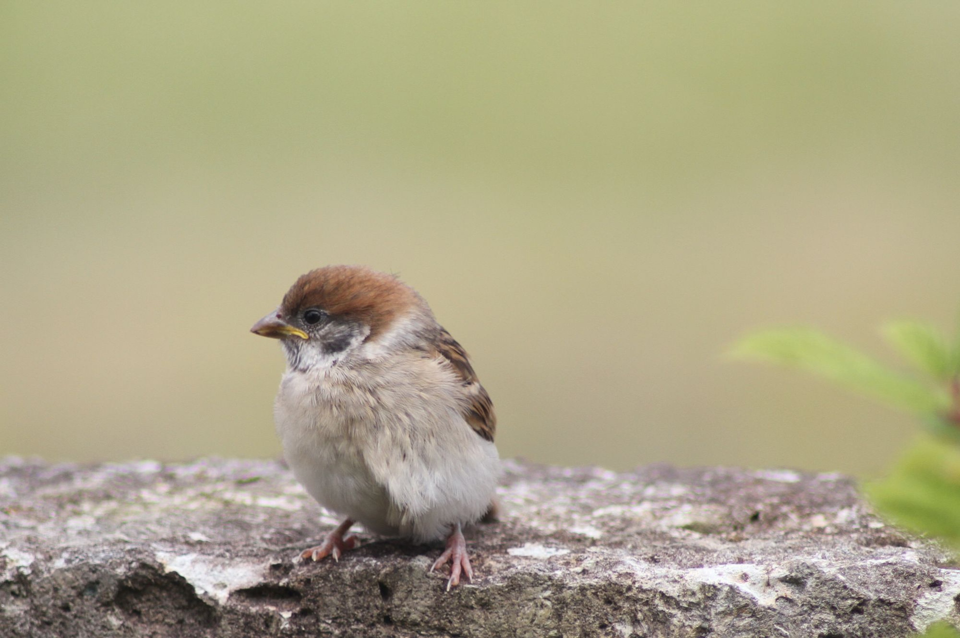 動物 鳥 ペンギン スズメの子 壁紙19x1275 壁紙館