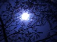 満月とねむの木