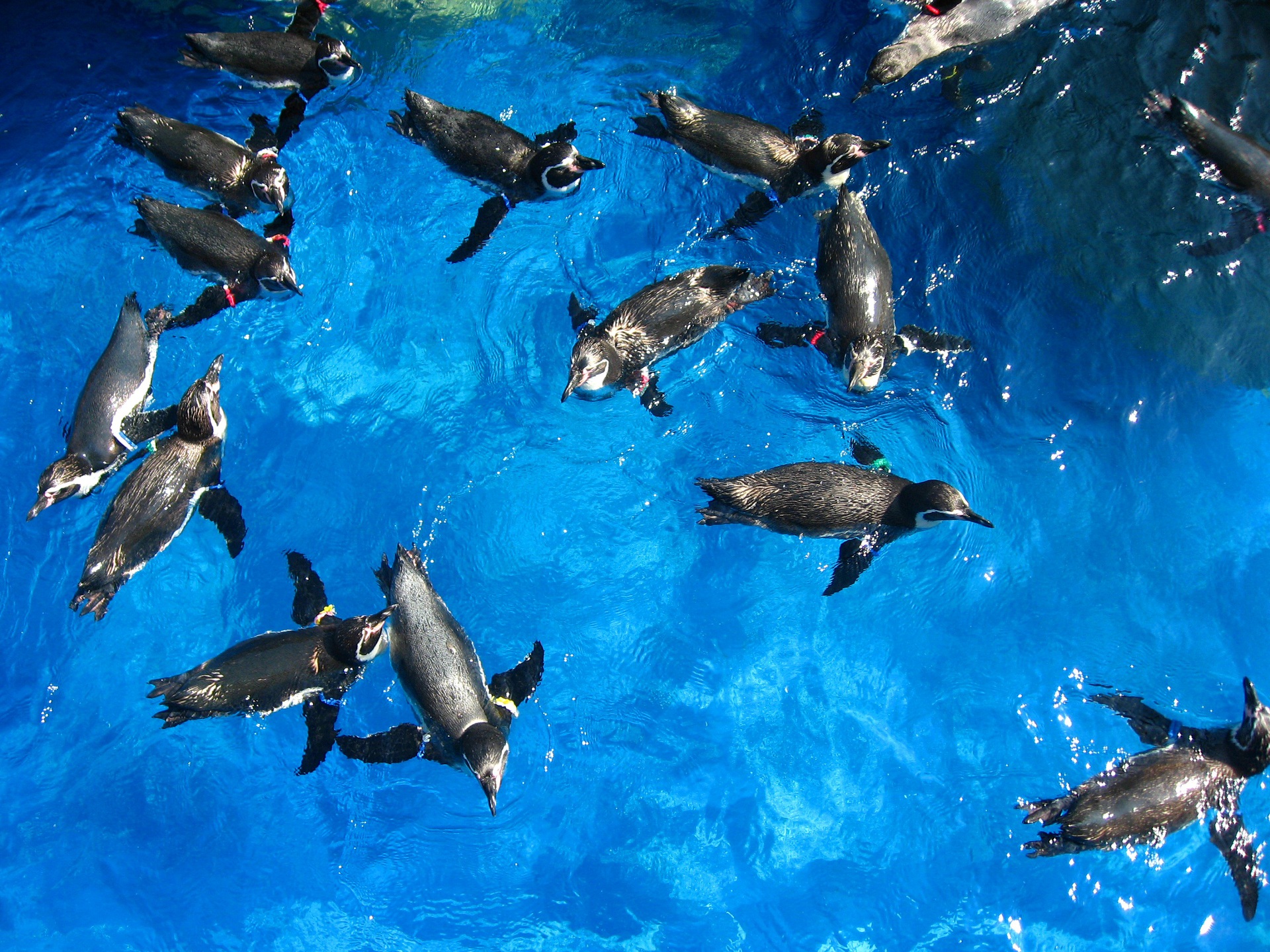 動物 鳥 ペンギン フンボルトペンギン 壁紙19x1440 壁紙館