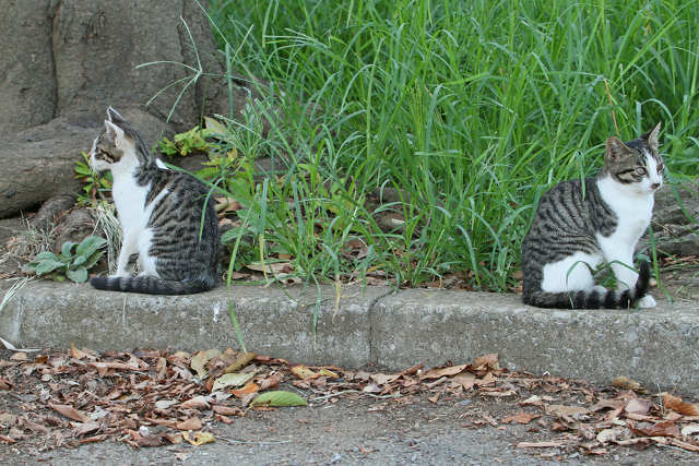 近所の猫たち 8-27