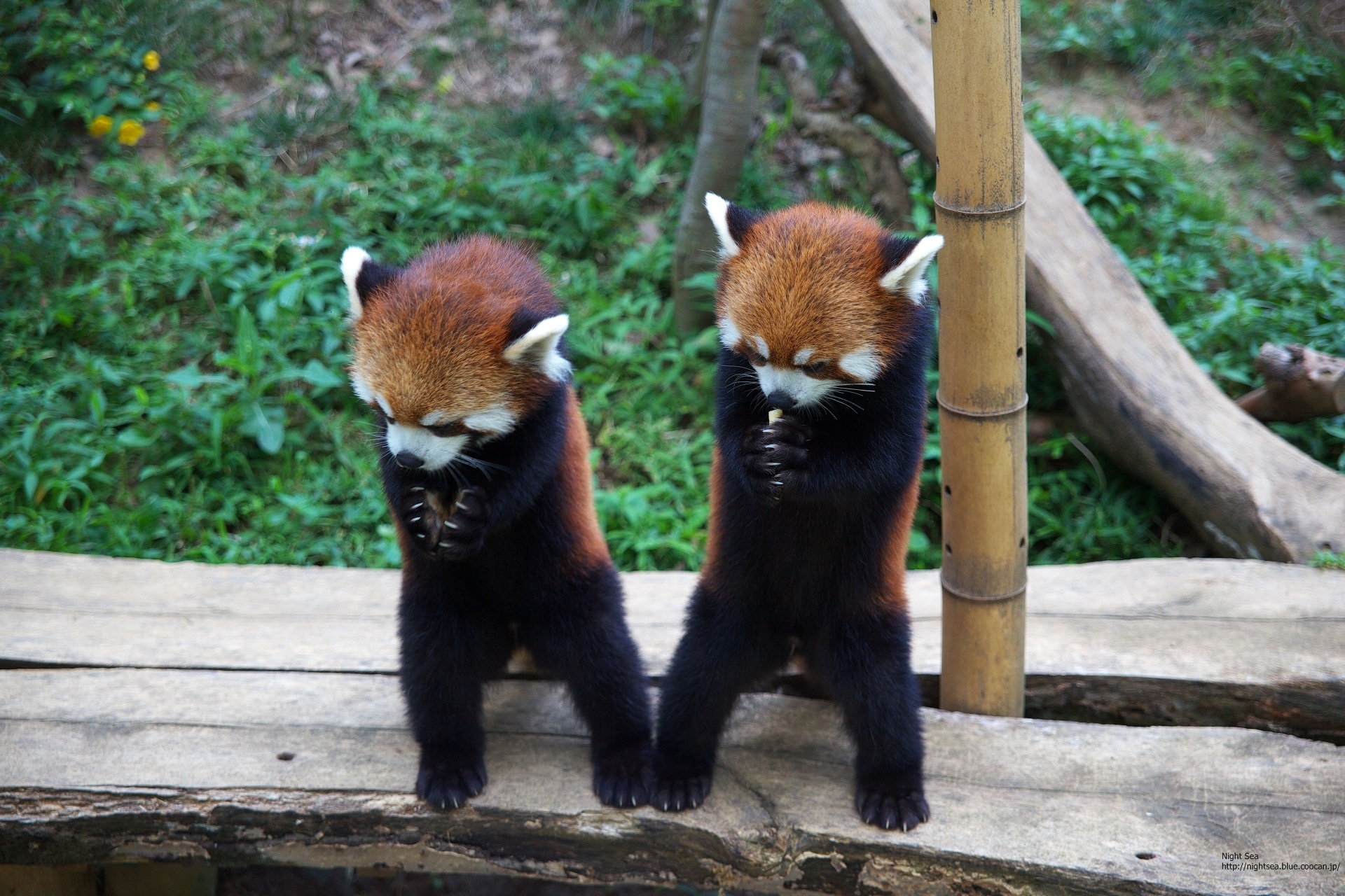 動物 その他 仲良し 壁紙19x1280 壁紙館