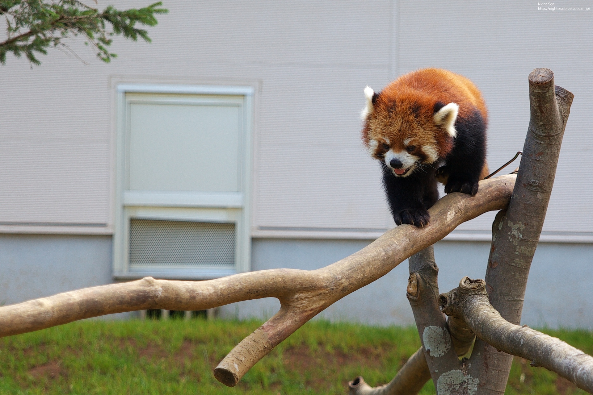 動物 その他 レッサーパンダ 壁紙19x1280 壁紙館