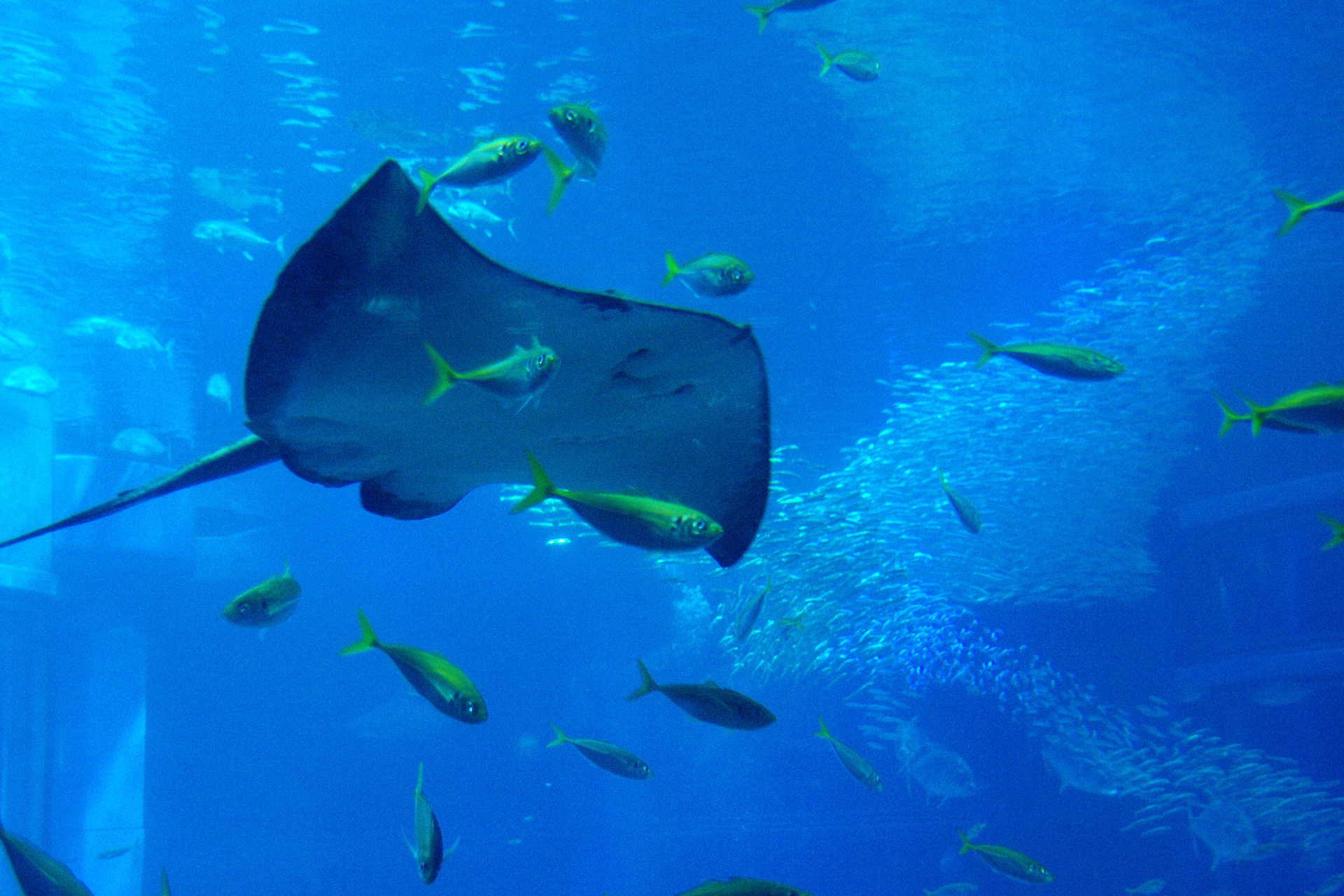 魚 水生生物 エイと仲よく泳ぐイワシの群れ 壁紙19x1280 壁紙館