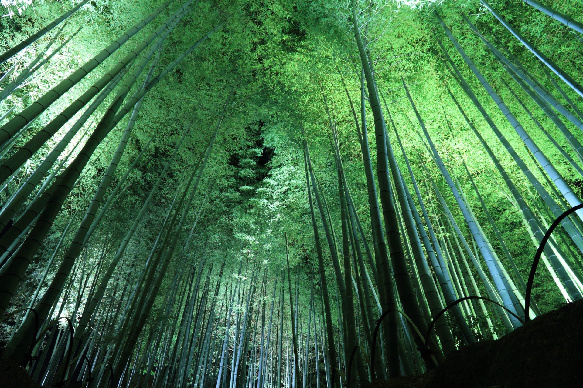 夜景 花火 イルミ 夜の竹林 壁紙19x1280 壁紙館