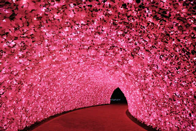 なばなの里光のトンネル河津桜