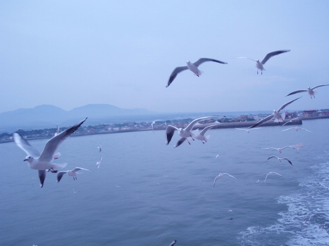フェリーについて来るカモメ