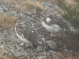 双六岳のチビ雷鳥達