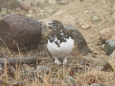 双六岳の雄雷鳥3