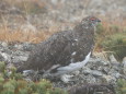 双六岳の雄雷鳥4