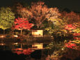 名古屋白鳥庭園ライトアップ3