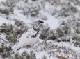 燕岳の雄雷鳥