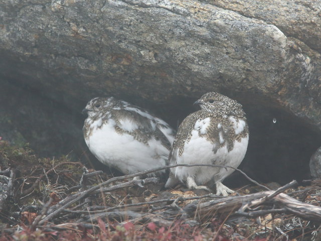 常念のチビ雷鳥3
