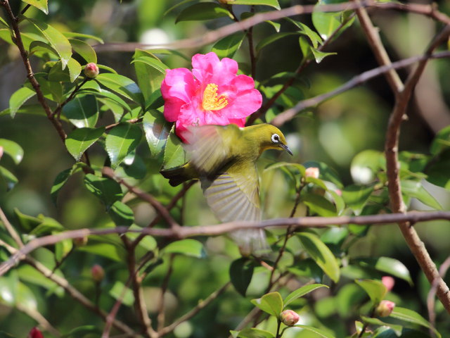 椿とウメジロー