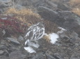 仙丈ヶ岳のチビ雷鳥