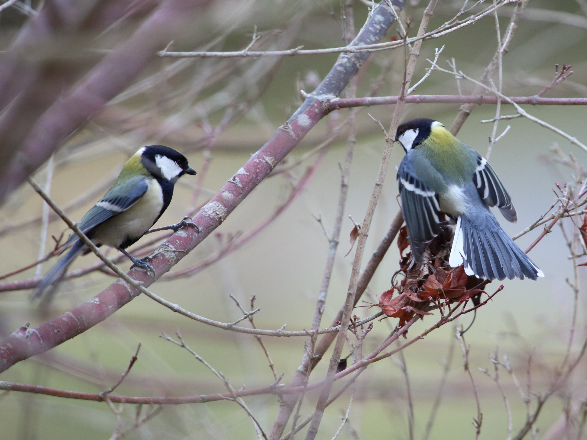 動物 鳥 ペンギン 仁義なき戦い 壁紙19x1440 壁紙館