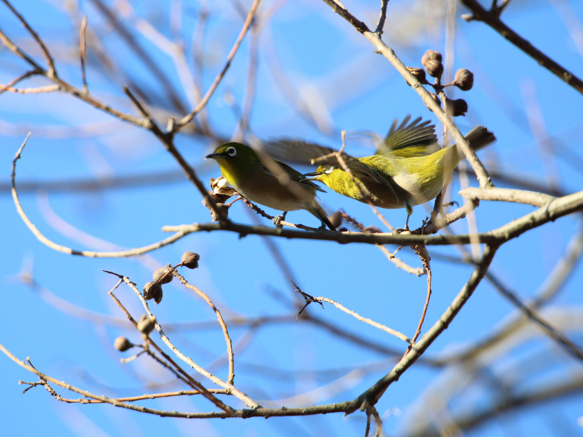 動物 鳥 ペンギン 仁義なき戦い2 壁紙19x1440 壁紙館