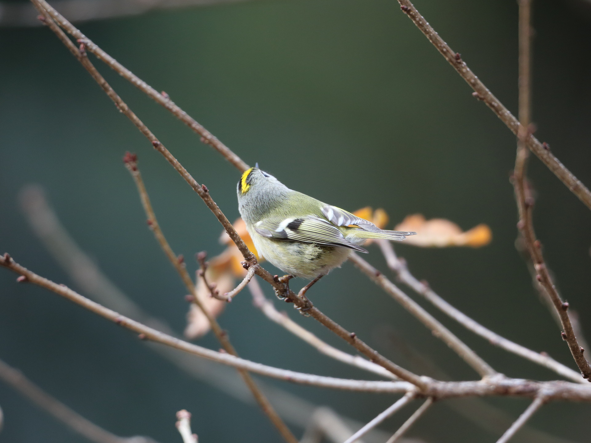 動物 鳥 ペンギン キクちゃん後ろ姿 壁紙19x1440 壁紙館