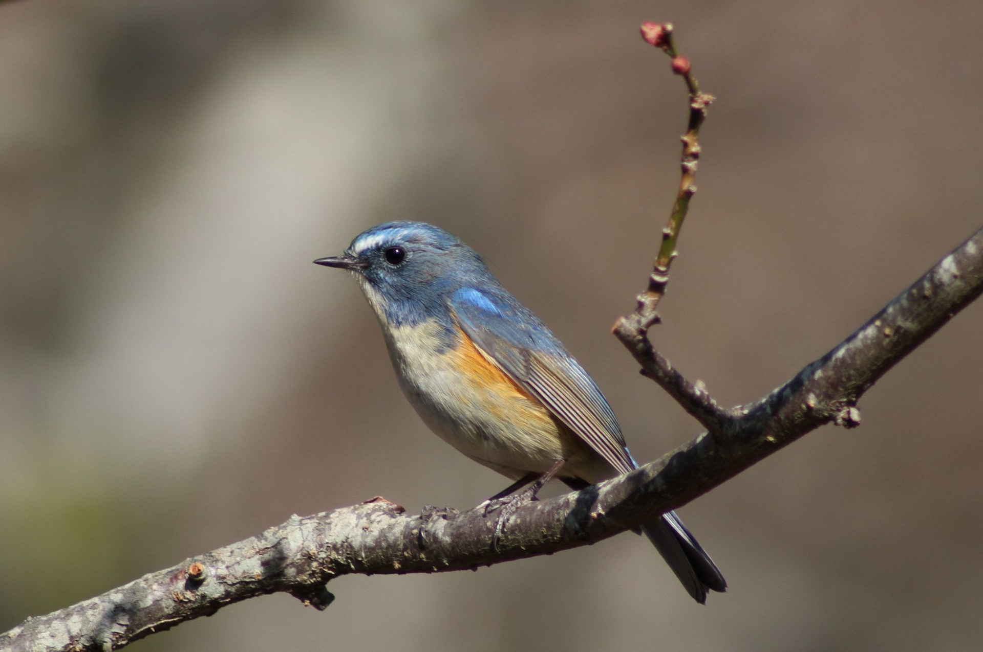 動物 鳥 ペンギン 青い鳥 壁紙19x1275 壁紙館