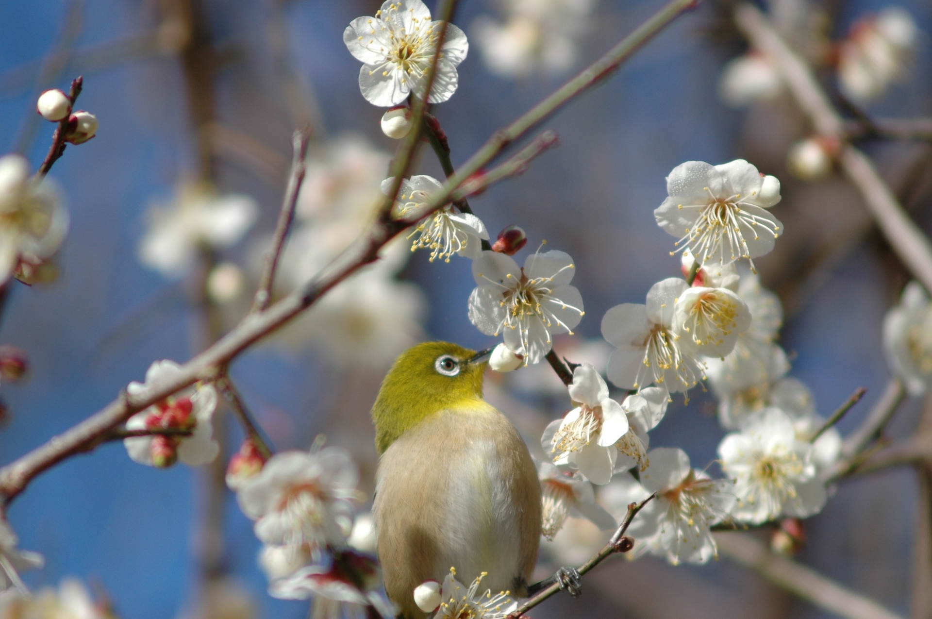 動物 鳥 ペンギン 梅の花とメジロ 壁紙19x1275 壁紙館