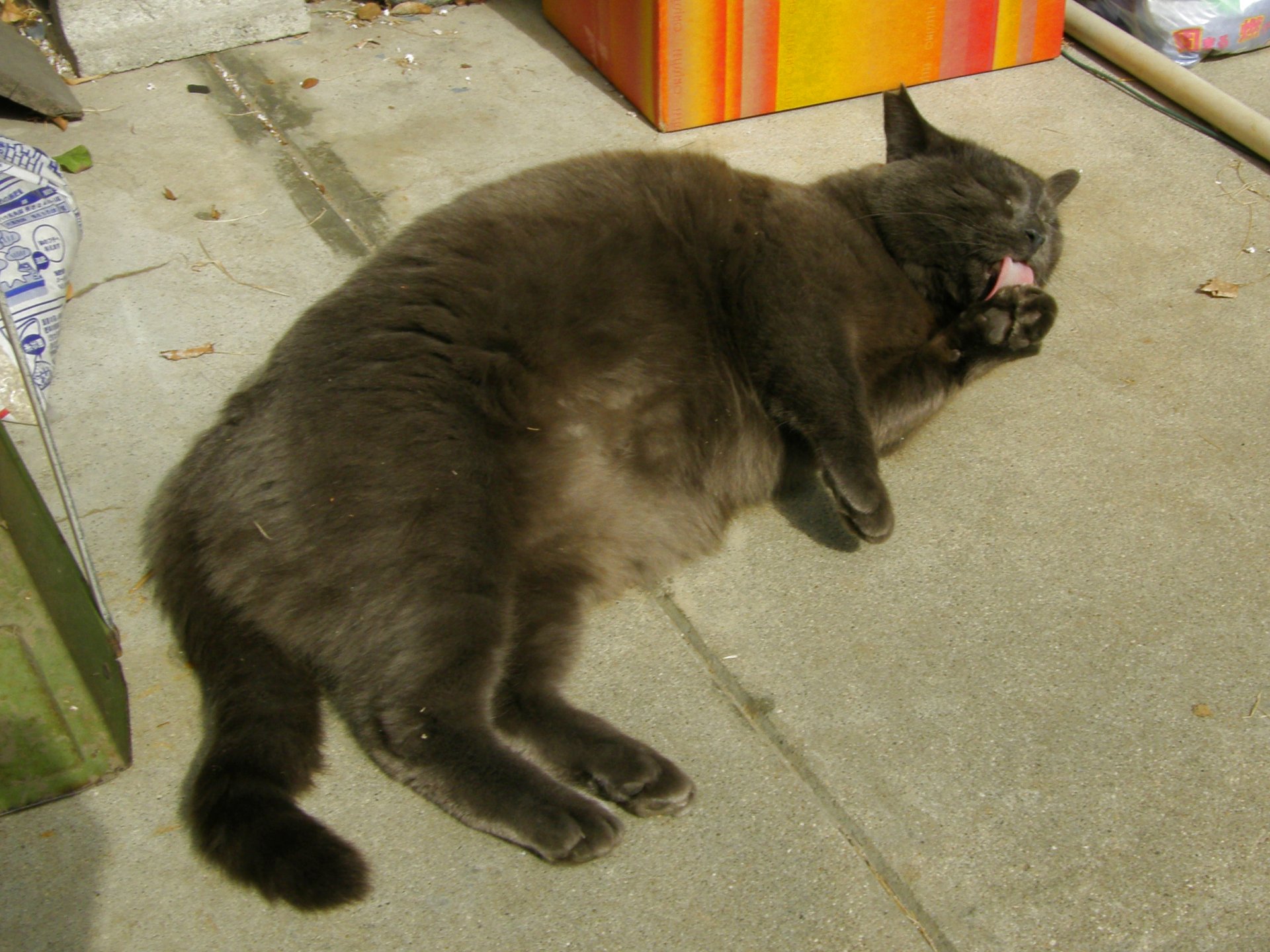 動物 猫 もっと食べたいニャオ 壁紙19x1440 壁紙館 動物 猫 もっと食べたいニャオ 壁紙19x1440 壁紙館