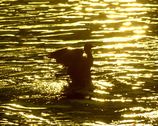 オナガガモさん。