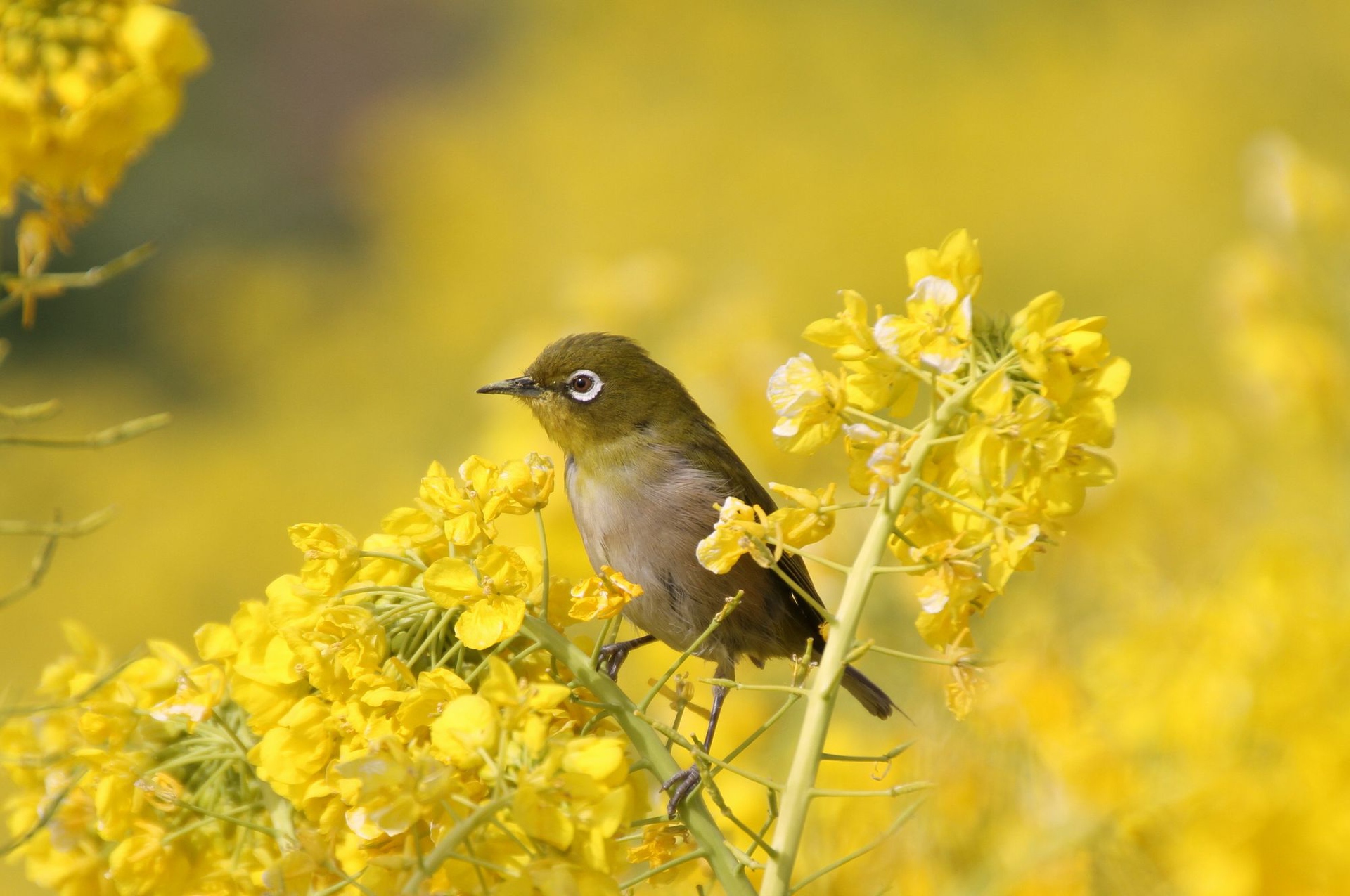 動物 鳥 ペンギン 菜の花にメジロ 壁紙19x1275 壁紙館