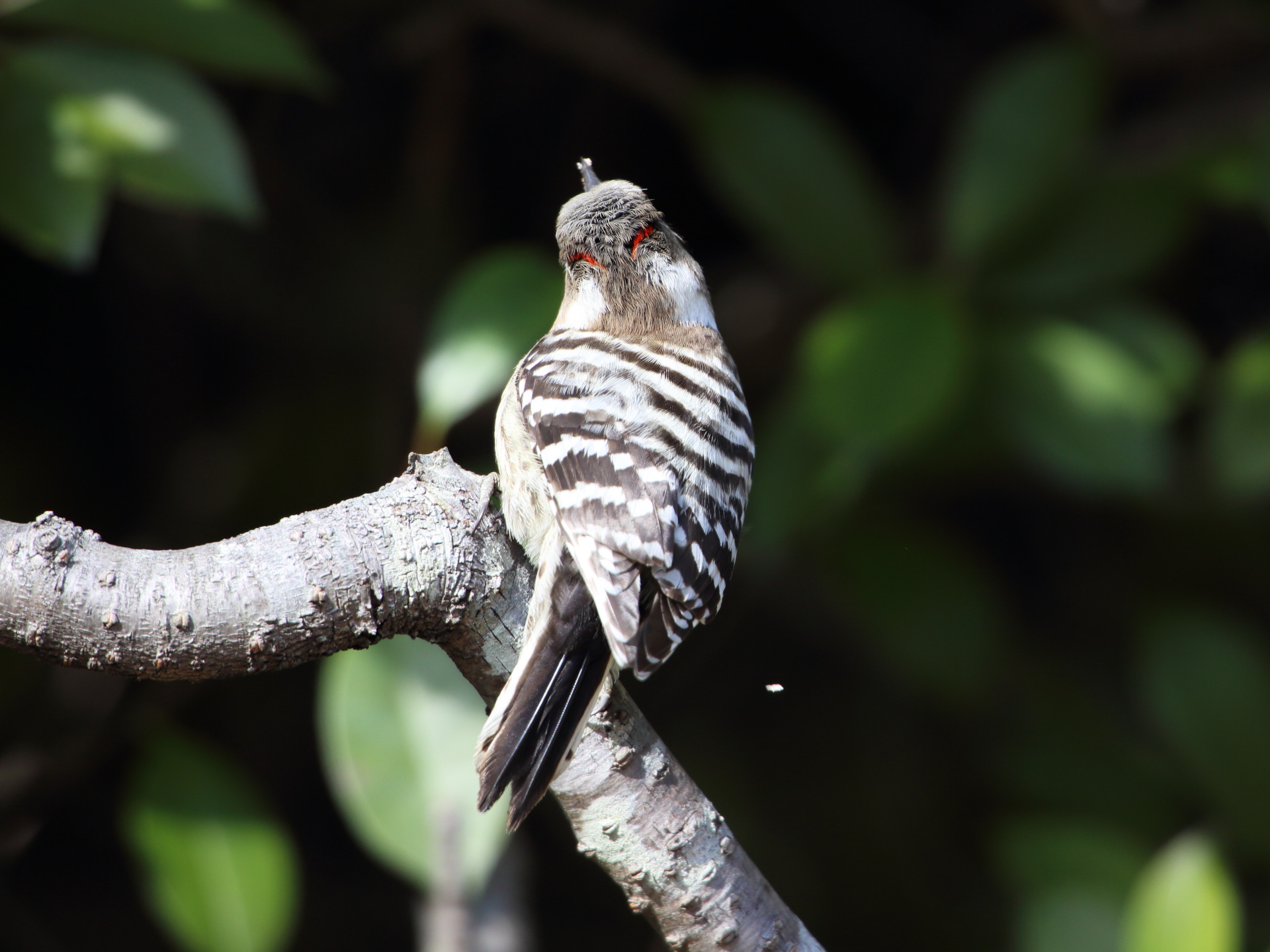 動物 鳥 ペンギン コゲラちゃんの紅い眉毛 壁紙19x1440 壁紙館