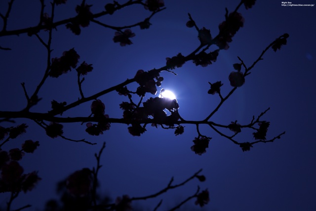 満月と梅の花