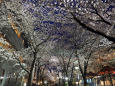 祇園白川ライトアップ・満天の桜