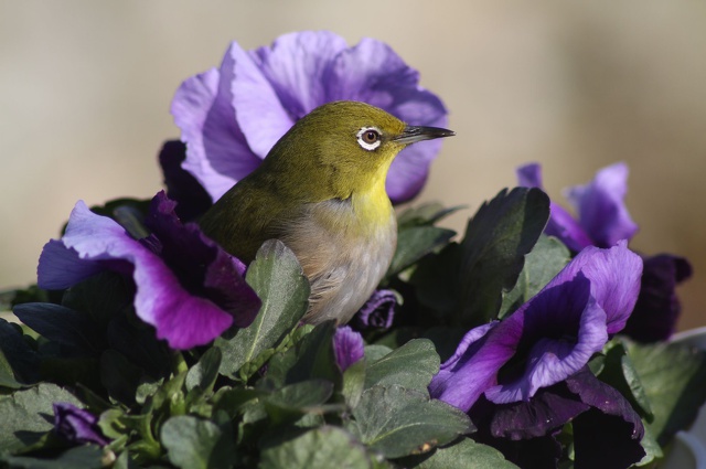 パンジーにメジロ