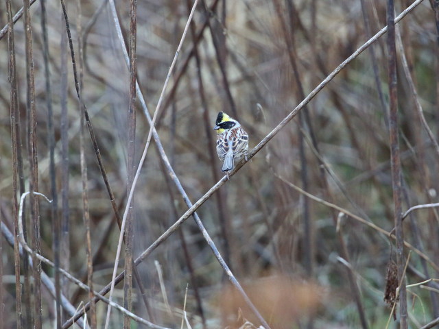 ミヤマホオジロ