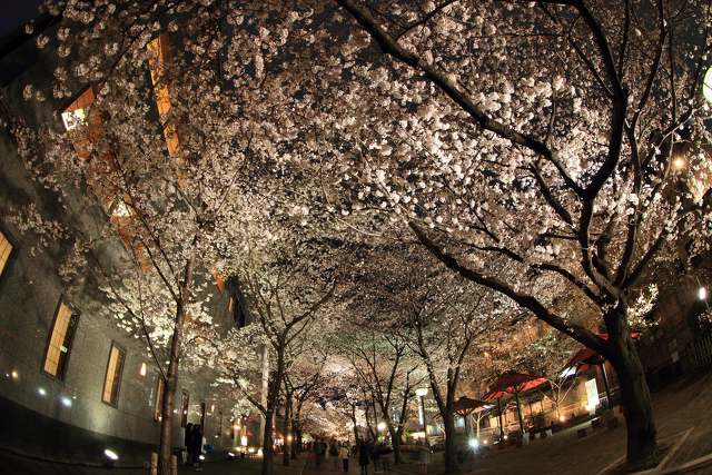 夜の祇園・桜満開