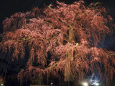 円山公園・枝垂れ桜ライトアップ