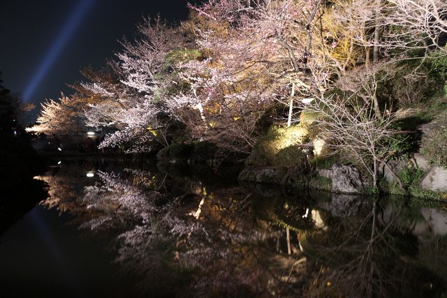 桜の清水寺・ライトアップ