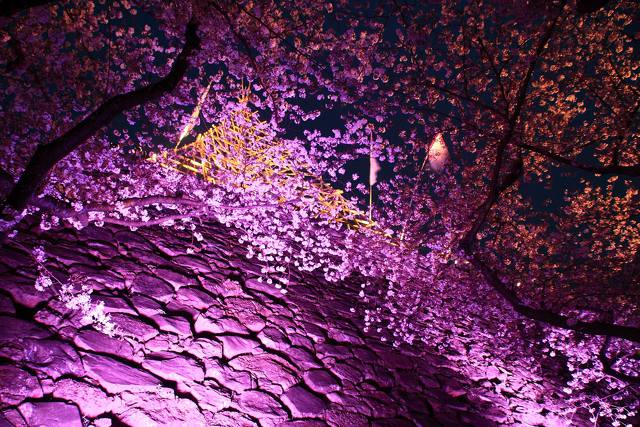 舞鶴公園ライトアップ