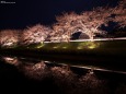 夜桜7