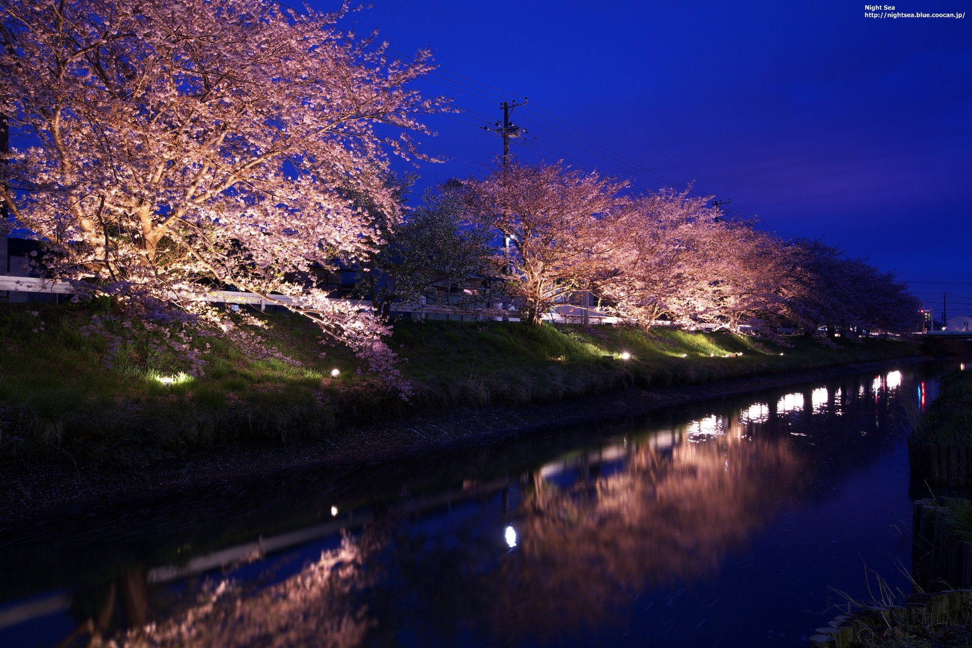 夜景 花火 イルミ 夜桜8 壁紙1920x1280 壁紙館