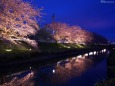 夜桜8