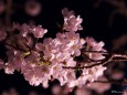夜桜11