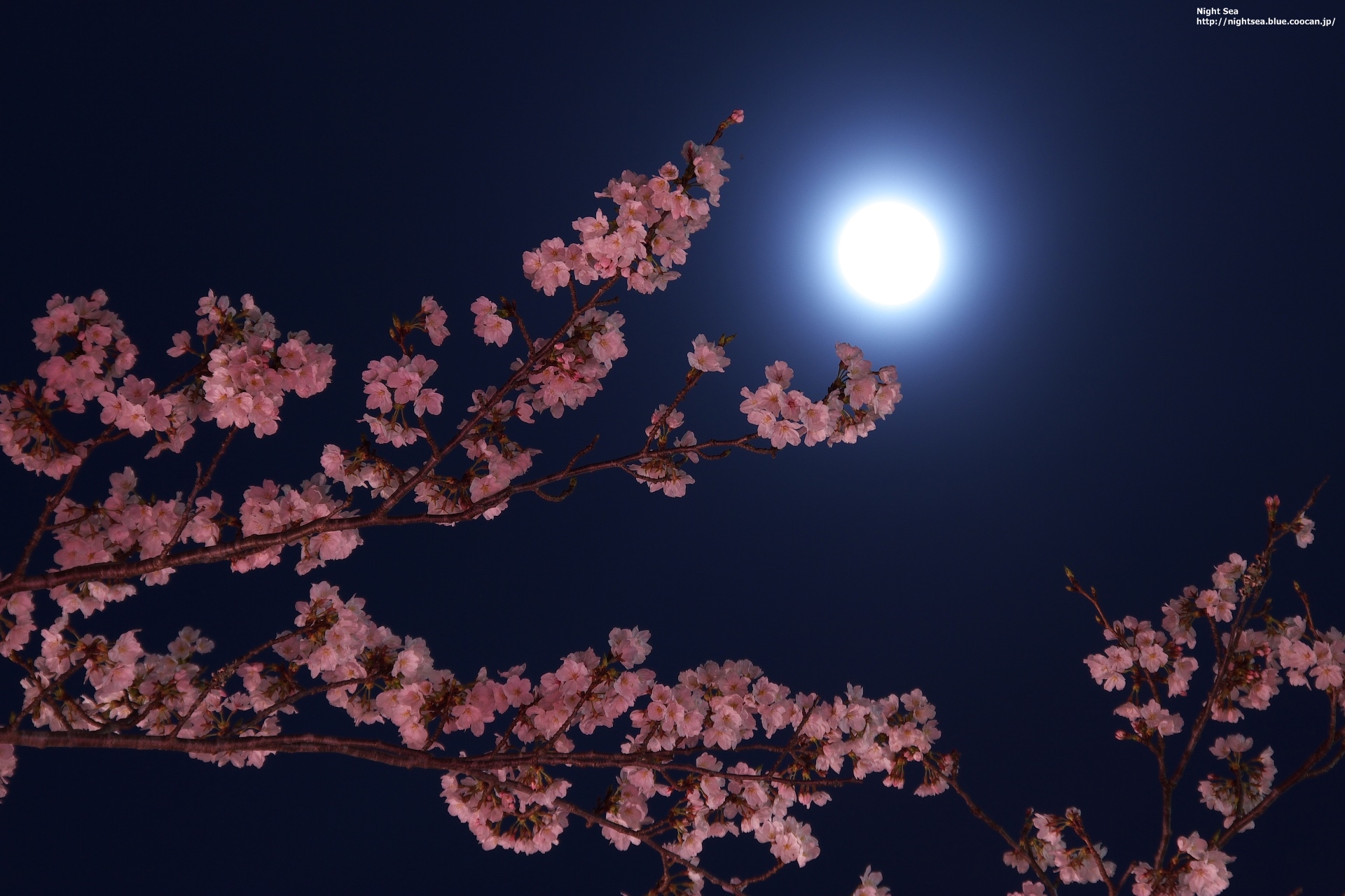 夜景 花火 イルミ 月と桜2 壁紙19x1280 壁紙館