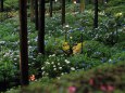 濃緑の京都・三室戸寺(紫陽花)