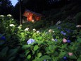 紫陽花の三室戸寺・ライトアップ
