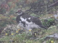 爺ヶ岳の雄雷鳥2