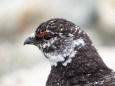 雄雷鳥アップ