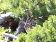 仙丈ヶ岳のママ雷鳥