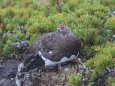 爺ヶ岳の雄雷鳥4