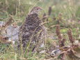 白馬鑓ヶ岳のママ雷鳥