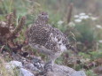 白馬鑓ヶ岳のママ雷鳥2