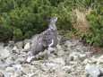 仙丈ヶ岳の雌雷鳥